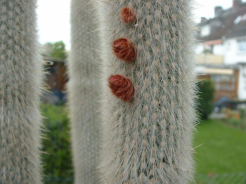 Cleistocactus straussii_1.JPG